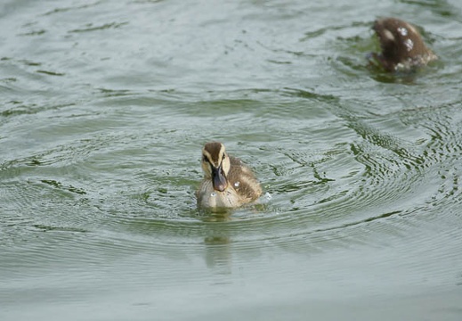 201108041539-DSC00652.jpg