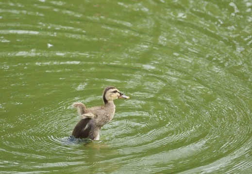 201108041539-DSC00660.jpg