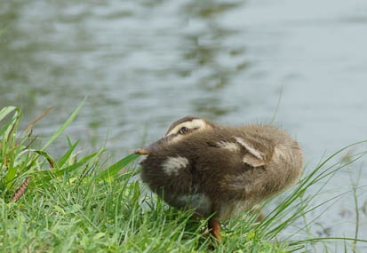 201108041541-DSC00672.jpg