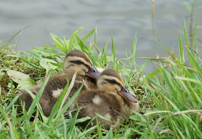 201108041542-DSC00682.jpg