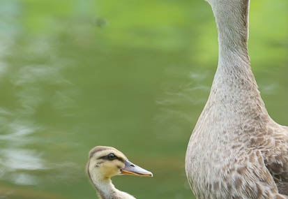 201108041544-DSC00700.jpg