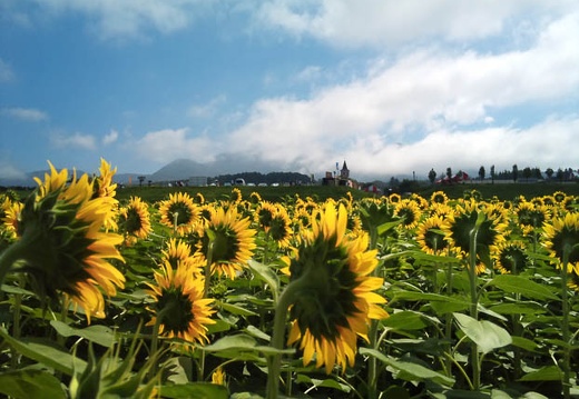 20110808095643-SO-01B.jpg