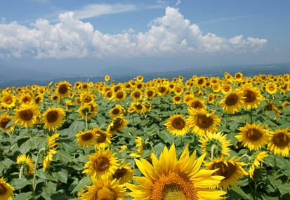 201108081034-DSC02260.jpg