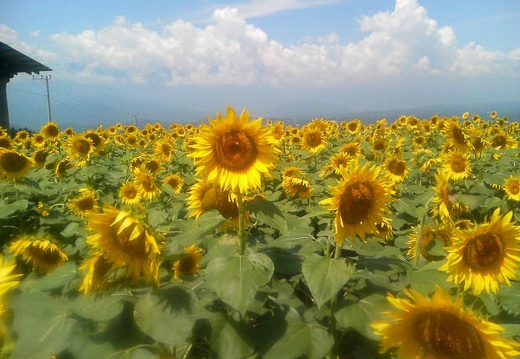 20110808103530-SO902i.jpg