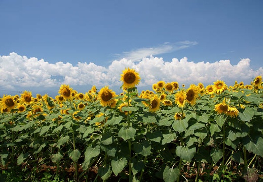 201108081056-DSC02324.jpg