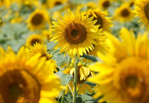 201108081057-DSC02326.jpg