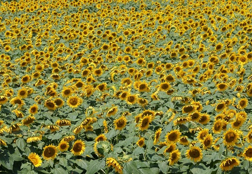 201108081115-DSC02335.jpg