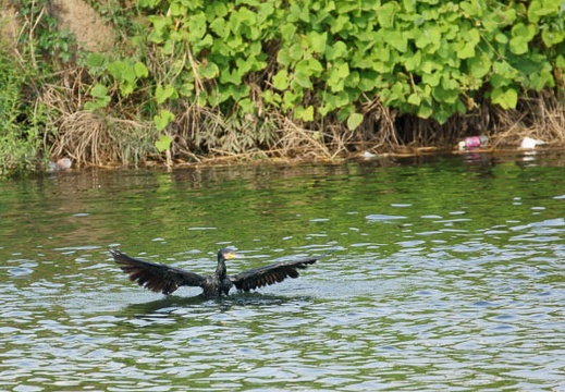 201108091622-DSC02822.jpg