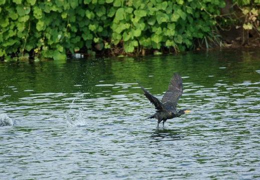 201108091624-DSC02856.jpg