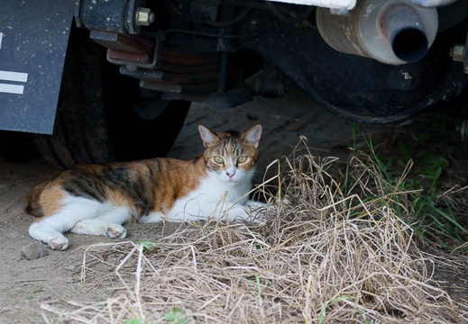 201108091659-DSC03073.jpg