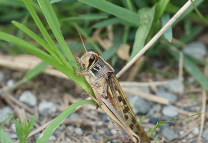 201108091720-DSC03145.jpg