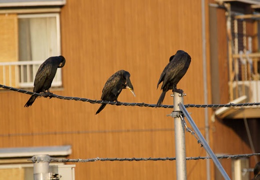 201108091736-DSC03197.jpg