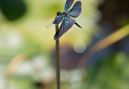 201108111130-DSC00188.jpg
