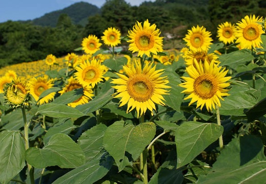 201108120807-DSC00807.jpg