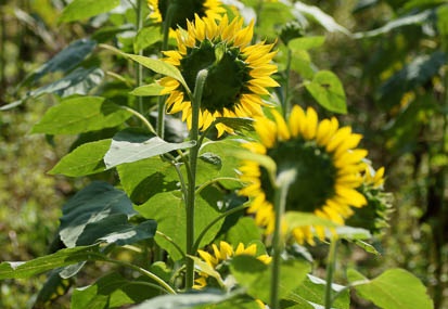 201108120856-DSC00939.jpg