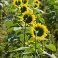 201108120856-DSC00939.jpg