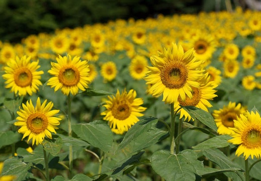 201108120901-DSC00956.jpg