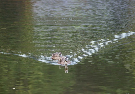 201108161627-DSC02188.jpg