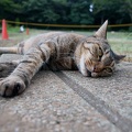 201108161644-DSC02253.jpg