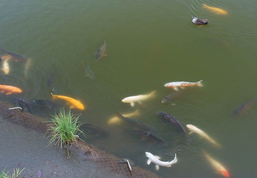 201108161706-DSC02347.jpg