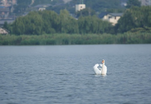 201108170835-DSC02481.jpg