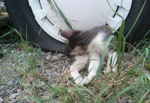 20110817091231-SO902i.jpg