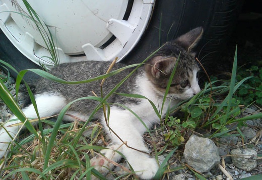 20110817091256-SO902i.jpg