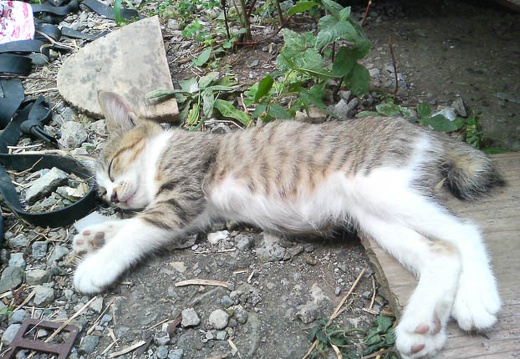 20110817091939-SO902i.jpg