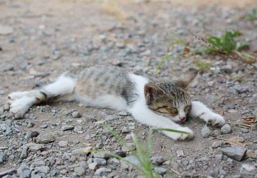 201108170920-DSC02616.jpg