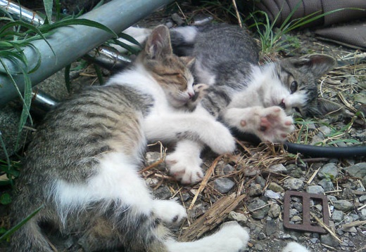 20110817095416-SO902i.jpg