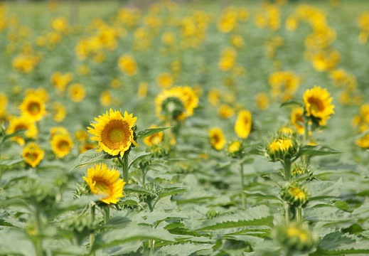 201108171053-DSC02750.jpg