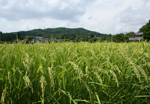201108231256-DSC04505.jpg