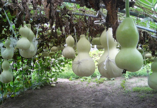 20110824095048-SO902i.jpg