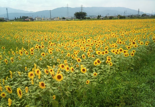 20110824124012-SO-01B.jpg