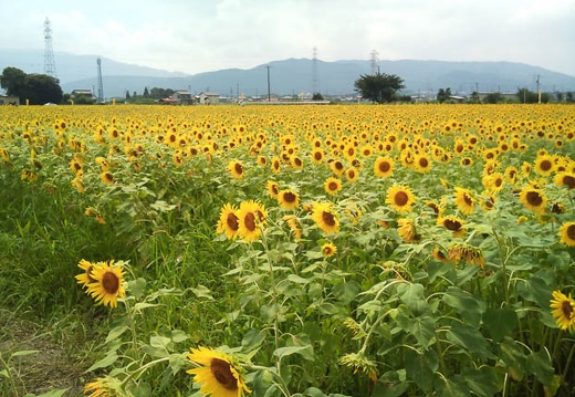 20110824124102-SO-01B.jpg