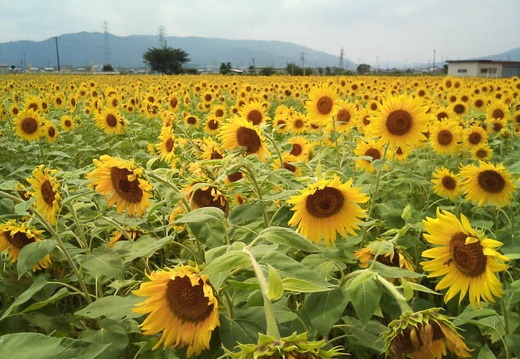 20110824124116-SO-01B.jpg