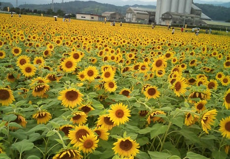 20110824125112-SO-01B.jpg