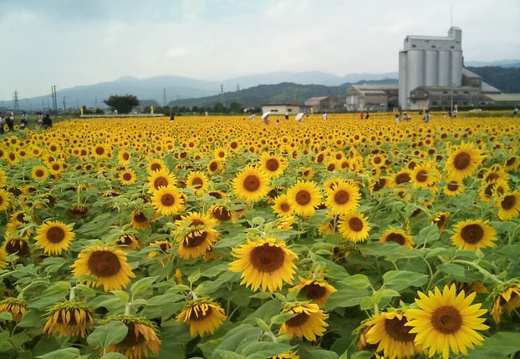20110824125146-SO-01B.jpg