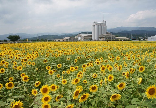 201108241258-DSC05081.jpg