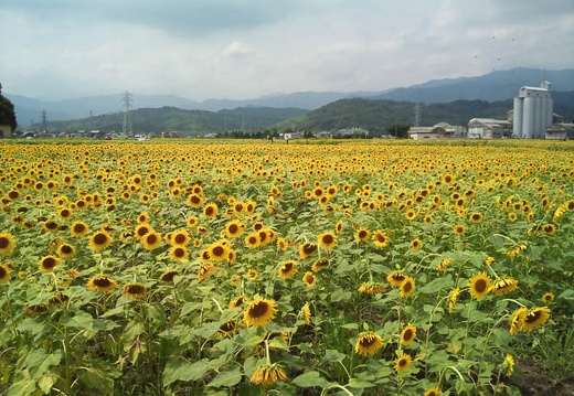 20110824132314-SO-01B.jpg