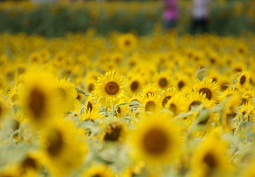 201108241340-DSC05180.jpg