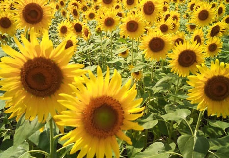 20110824135153-SO-01B.jpg