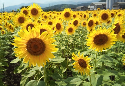 20110824135210-SO-01B.jpg