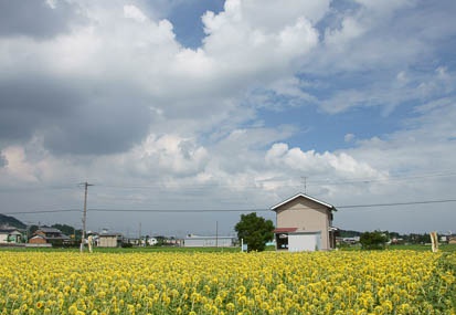 08.24 大垣のひまわり畑