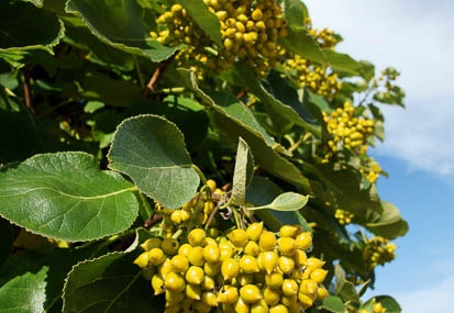 201108261612-DSC06827.jpg