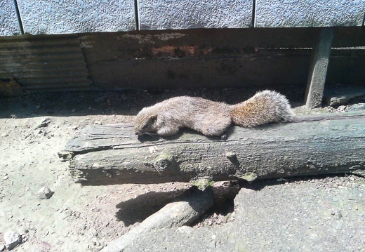 20110830104926-SO902i.jpg