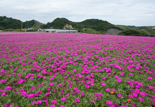 201108311002-DSC07474.jpg