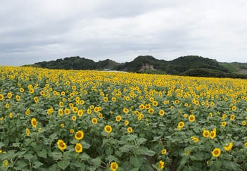 201108311014-DSC07515.jpg