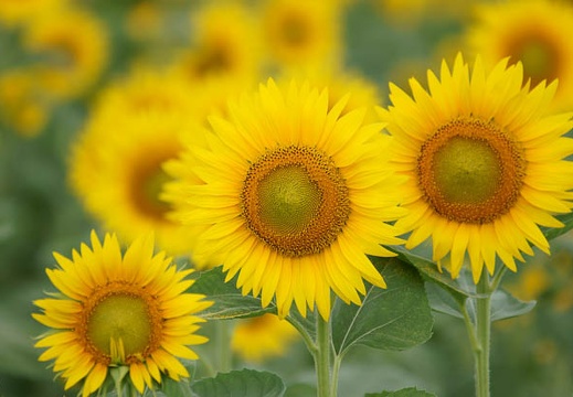 201108311045-DSC07644.jpg