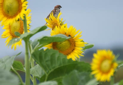 201108311055-DSC07684.jpg